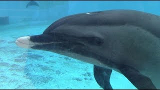 Pantropical Spotted Dolphins Interacting 沖縄美ら海水族館 マダライルカ [upl. by Lodmilla]