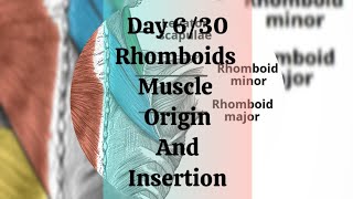 Day 630 Rhomboids muscle origin and insertion [upl. by January]