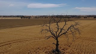 One Dead Tree SheaOak Log South Australia [upl. by Rysler524]