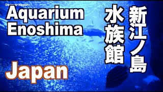 新江ノ島水族館 Enoshima Aquarium 江ノ島観光 旅行 湘南観光 旅行 癒やし Sea 湘南海岸 [upl. by Liebowitz178]