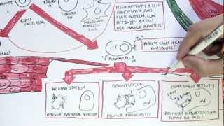 Immunology Map VI  Humoral Immunity [upl. by Rednazxela461]