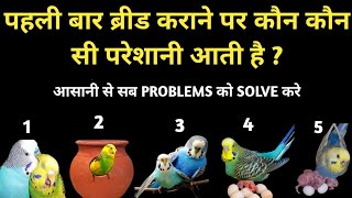 Budgies Parrot First Breed All 5 Problems With Solutions  अब होगी आसानी से पहली ब्रीड [upl. by Ihcehcu]