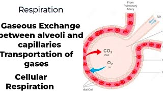 Respiration 10th Class part2 [upl. by Oizirbaf]