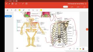 Anatomical terms and planes part 2 [upl. by Llednil]