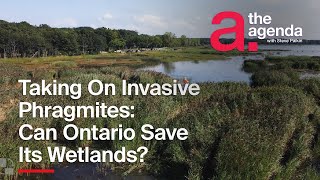 Can Ontario Stop Invasive Phragmites Chokehold on Wetlands ONsite [upl. by Ahsiemat]