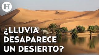 Lagos y estanques regresan a la vida tras intensas lluvias en el desierto del Sahara [upl. by Niac222]