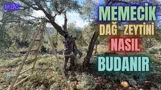 Memecik Zeytin Budaması Nasıl Yapılır erenvural zeytinbudama budama [upl. by Tnomad]