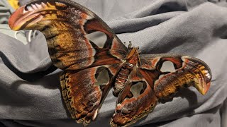 Atlas Moth Attacus atlas my experience [upl. by Masry861]