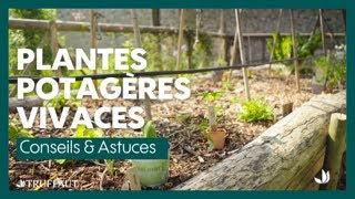 Les plantes vivaces potagères  variétés et entretien  Truffaut [upl. by Tsuda]