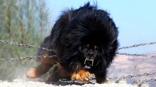 20 Most Powerful Dogs in the World [upl. by Wehtam]