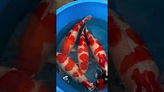 Numbed the just harvested Odakan koi [upl. by Azeel]