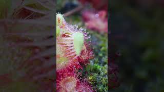 Sundew Drosera burmannii catches a fly carnivore shorts sundew [upl. by Zondra]