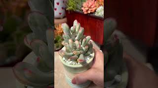 Rare and beautiful succulent Cotyledon orbiculata variegata [upl. by Obara447]