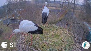 Baltie stārķi Ciconia ciconia Tukuma novadā  LDF tiešraide  White storks in Tukums Latvia [upl. by Ranna]