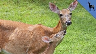 Mama Deer Hear Other Animal Cries for Help [upl. by Lorien]