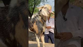 Top Quality Gujri Andul Breeder At MD Gujri Goat Farm Jaipur [upl. by Drewett559]