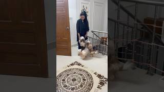 Shihtzu are happy to see their family back home cutedog shihtzu viralshort trendingdogvideo [upl. by Limoli]