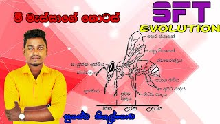 SFT Evolution  මී මැස්සාගේ කොටස් ජීව විද්‍යාව  Suganda Kithulgoda [upl. by Koeppel]