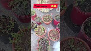 आज ही अपने सपनों का बगीचा उगाएंreels shorts viralvideo ytshorts garden flowersgrowvegetables [upl. by Lrub]