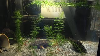 RAW VIDEO  INDOOR AQUARIUM WITH MINI FILTER AND WARM LIGHT [upl. by Alleuqram]