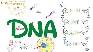 DNA 🧬 Structure amp Function  Nucleosides amp Nucleotides  Biochemistry amp Biology Series [upl. by Dylana214]