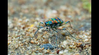 ナミハンミョウ斑猫、斑蝥 ～ Cicindela japonica ～ [upl. by Hubey]