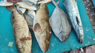 fish market update latest update karachi fisheries and grouper fish information and cutting video [upl. by Hurlee536]