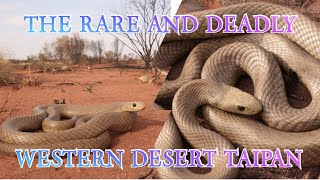 I CAUGHT THE RAREST TAIPAN ON EARTH [upl. by Middleton]