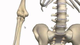 Elbow Joint  3D Anatomy Tutorial [upl. by Asoral]