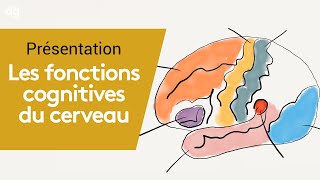 Identifier les fonctions cognitives du cerveau  Formation Neurologie [upl. by Ssegrub]