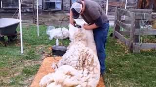 Sheep Shearing Demonstration [upl. by Olva529]