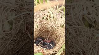 Lilas Nest A Story of Love and Strength  birds reels birds motivation story strong vlog [upl. by Skill]