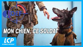 Mon chien ce soldat  Le journal de la Défense [upl. by Tigram]