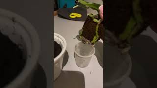 Repotting Home Plants 🪴 music art [upl. by Eimirej]