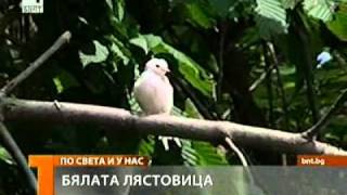 Бяла лястовица в Търговище 12072010гavi [upl. by Verney377]