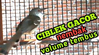 CIBLEK GACOR nembak VOLUME TEMBUS cocok untuk pancingan ciblek agar gacor [upl. by Rihat740]