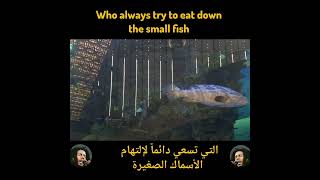 BOB MARLEY GUILTINESS LIVE ARABIC TRANSLATION [upl. by Laband]