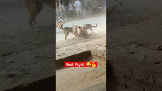 Real fight desi dog 😂 in village desi dog fighting [upl. by Tunk]