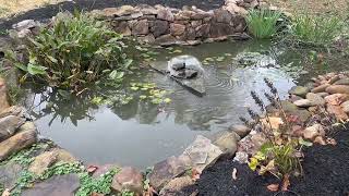 Koi Pond Video for 406 Ellen Street Rockwood TN 37854 [upl. by Ainod]