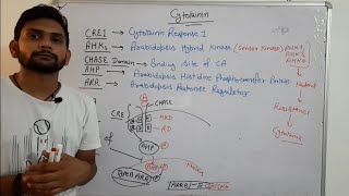 Cytokinin Signalling PathwayPhytohormoneCSIR NET In Hindi [upl. by Atil]