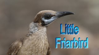 Friarbird Little [upl. by Meriel]