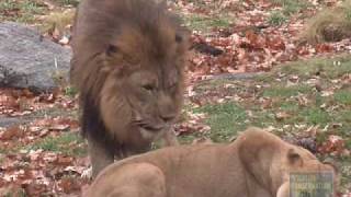 Bronx Zoo Lions at play [upl. by Arehahs]