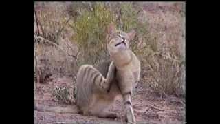 Southern African Mammals African Wild Cat Felis Silvestris lybica [upl. by Ahsinot]