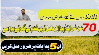 Domestic wheat seed usage protocols  How to prepare wheat seed  Wheat seed selection  گندم کا بیج [upl. by Deppy]