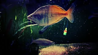 What Rainbowfish Should I Put in My Tank My Favorite Rainbows for Every Tank Size [upl. by Neelehtak]