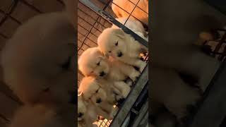 Puppy’s First Day Home A New Adventure Begins puppy funny pets cute [upl. by Kleiman]