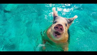 Swimming with Pigs in Pigs Beach  Exuma Bahamas [upl. by Hintze326]