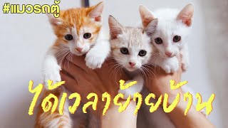 ได้เวลาย้ายบ้านแก๊งแมวรถตู้ 3 แสบ  ติดเต๋า [upl. by Aicylla]