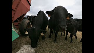 Feeding cotton seed to cows [upl. by Calen]