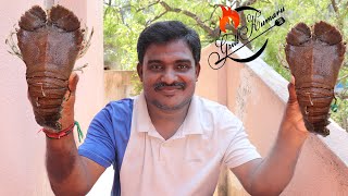 Smoky grilled sand Lobster lobster recipe in Tamil Lobster Recipes with Indian Masala grill kumar [upl. by Adrahs535]